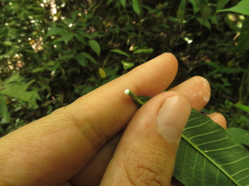 Pseudolmedia rigida (Rigid false olmedia) — photo