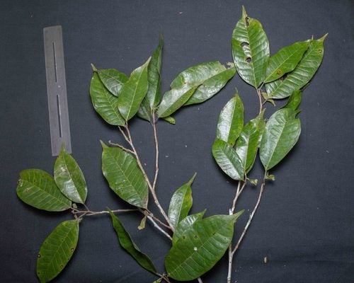 Pseudolmedia rigida (Rigid false olmedia) — photo