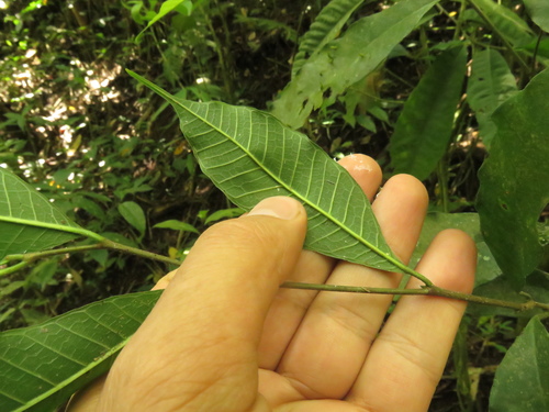 Pseudolmedia rigida