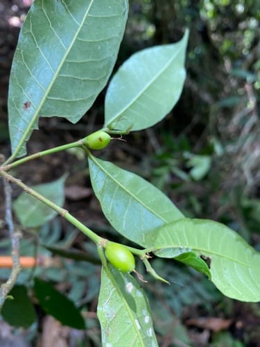 Pseudolmedia spuria (False breadnut) — photo