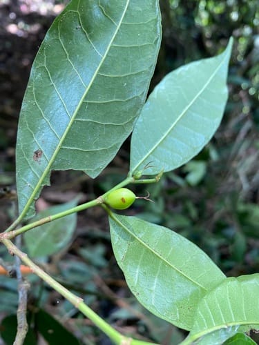 Pseudolmedia spuria (False breadnut) — photo
