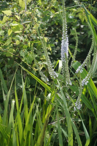 Pseudolysimachion linariifolium subsp. dilatatum (Shui man jing) — photo
