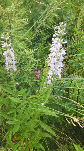 Pseudolysimachion linariifolium subsp. dilatatum (Shui man jing) — photo