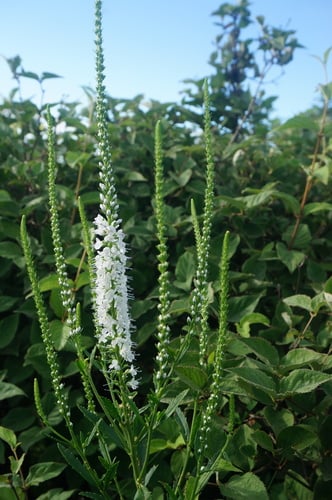 Pseudolysimachion linariifolium subsp. dilatatum
