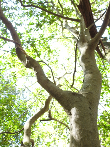 Pseudomorus brunoniana (Whalebone tree) — photo