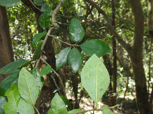Pseudomorus brunoniana
