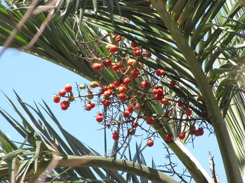 Pseudophoenix sargentii (Buccaneer palm) — photo