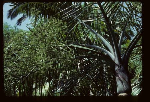 Pseudophoenix sargentii (Buccaneer palm) — photo