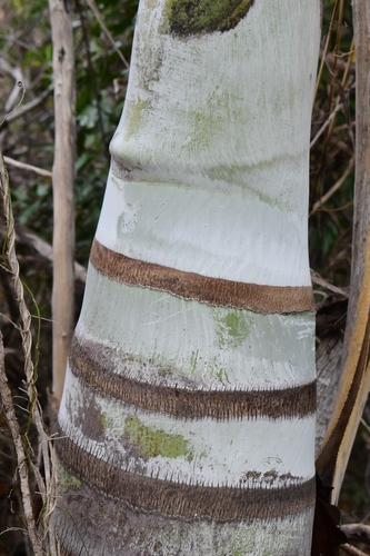 Pseudophoenix vinifera (Wine palm) — photo