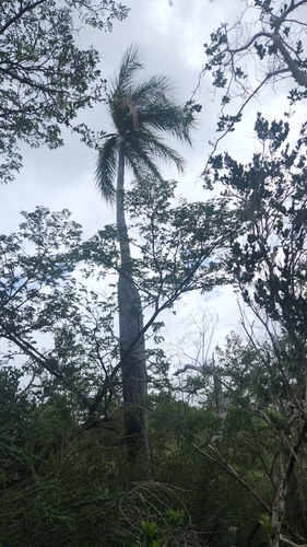 Pseudophoenix vinifera (Wine palm) — photo