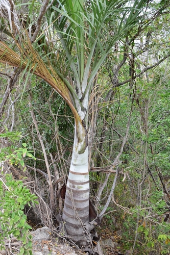 Pseudophoenix vinifera