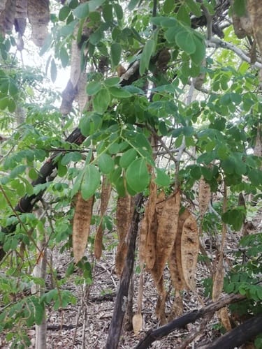 Pseudosamanea guachapele (Guachapele false samanea) — photo