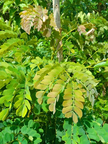 Pseudosamanea guachapele