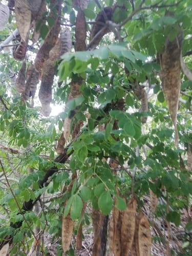Pseudosamanea guachapele (Guachapele false samanea) — photo