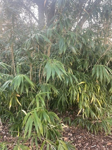 Pseudosasa japonica (Arrow Bamboo) — photo