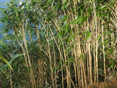 Pseudosasa japonica (Arrow Bamboo) — photo