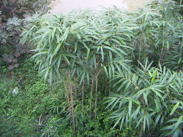 Pseudosasa longiligula