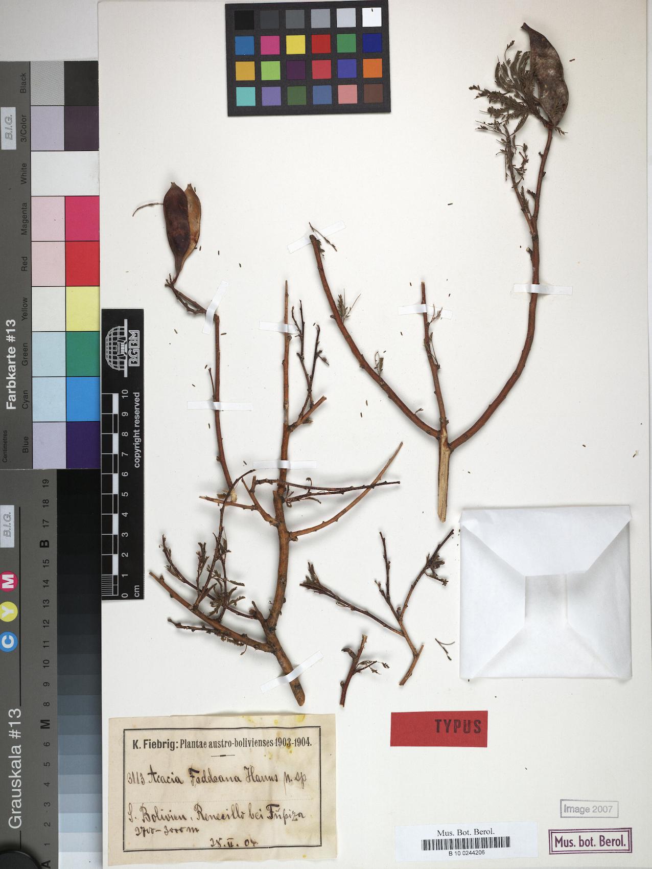 Pseudosenegalia feddeana