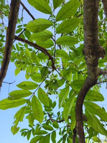 Pseudospondias microcarpa (African grape tree) — photo