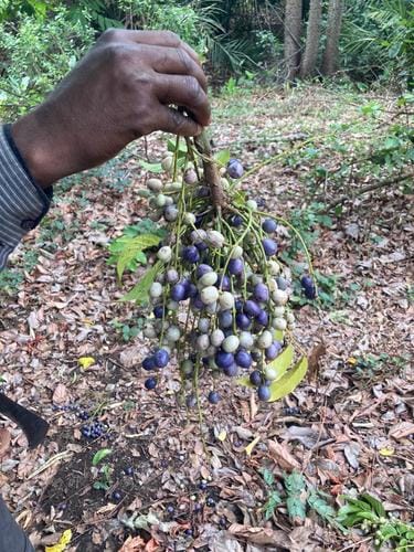 Pseudospondias microcarpa (African grape tree) — photo