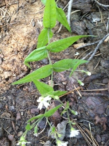 Pseudostellaria jamesiana (Tuber starwort) — photo