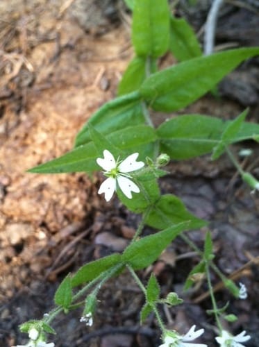 Pseudostellaria jamesiana (Tuber starwort) — photo