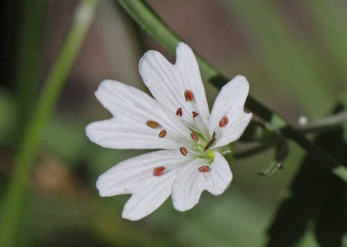 Pseudostellaria jamesiana