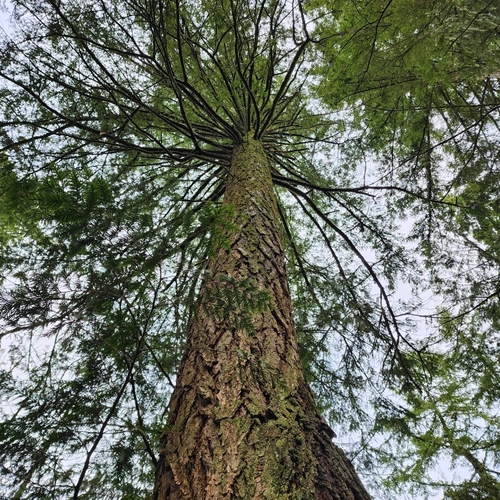 Pseudotsuga menziesii var. glauca — photo