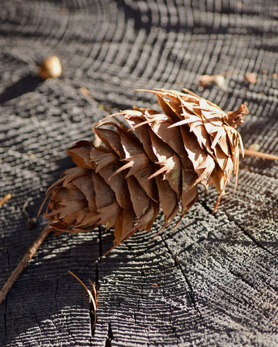 Pseudotsuga menziesii var. glauca — photo