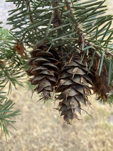Pseudotsuga menziesii var. glauca