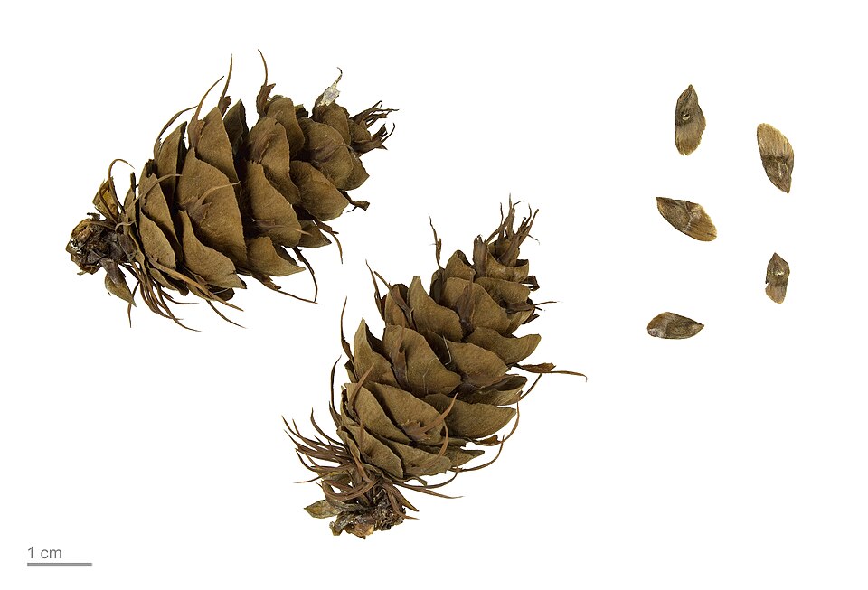 Pseudotsuga mucronata — photo