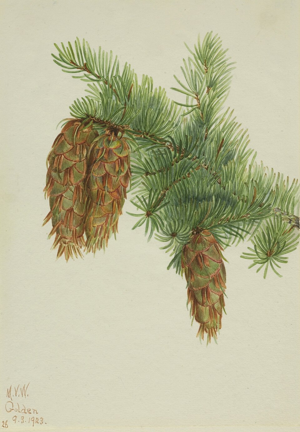 Pseudotsuga mucronata
