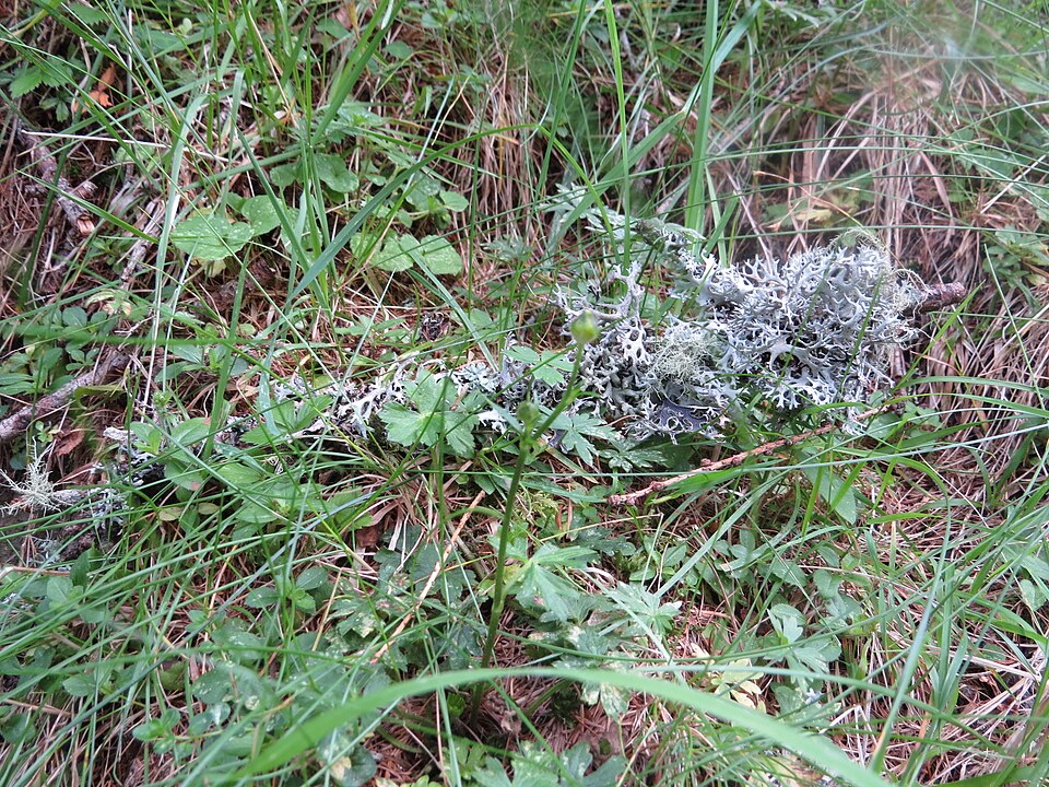 Pseudevernia furfuracea