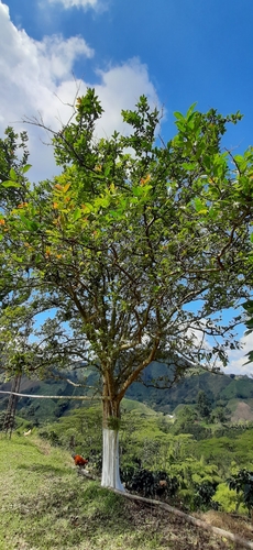 Psidium acutangulum (Para guava) — photo