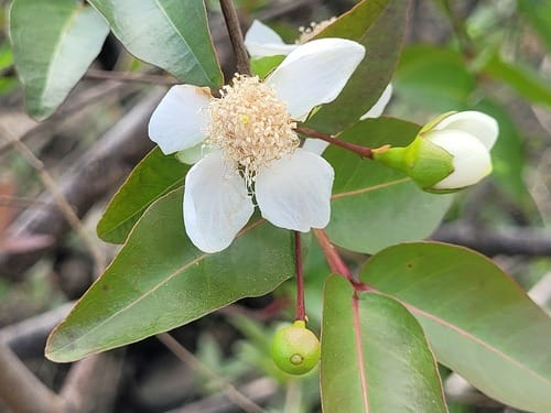 Psidium acutangulum (Para guava) — photo