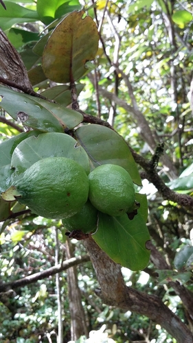 Psidium amplexicaule (Mountain guava) — photo
