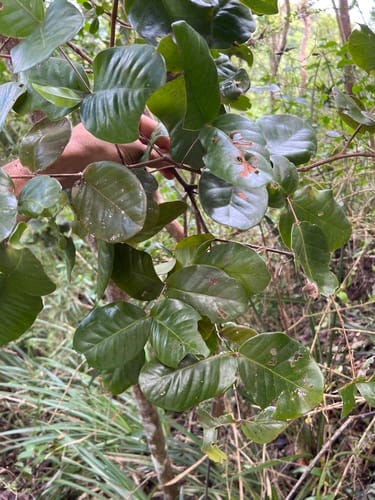 Psidium amplexicaule (Mountain guava) — photo