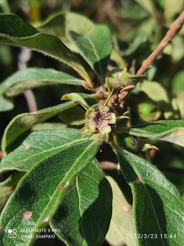 Psidium appendiculatum — photo