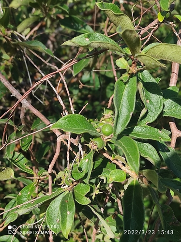 Psidium appendiculatum — photo