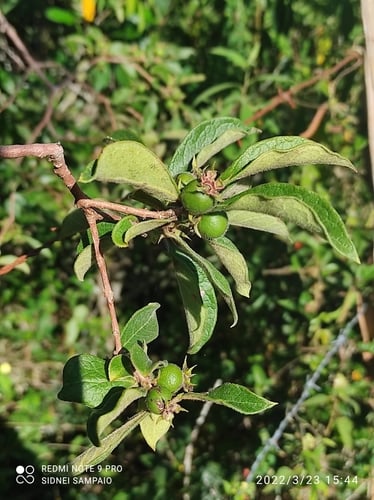 Psidium appendiculatum