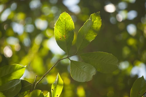 Psidium arboreum (Araca-acu) — photo