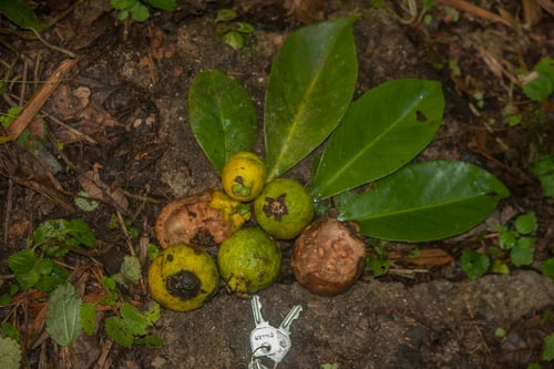 Psidium arboreum