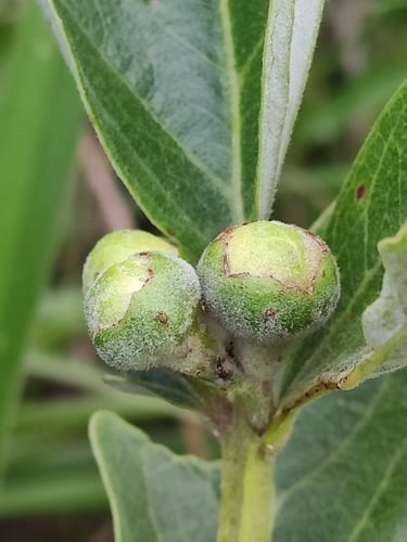Psidium australe — photo