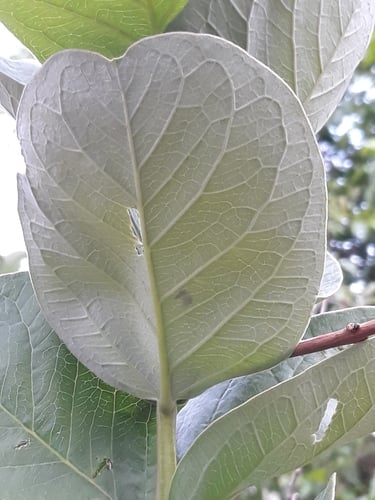 Psidium australe — photo