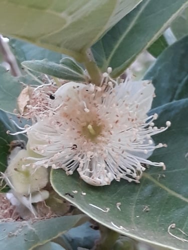 Psidium australe