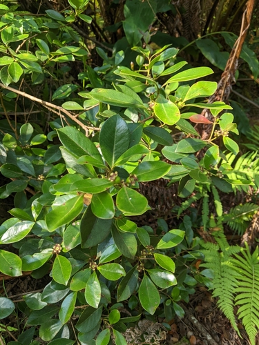 Psidium cattleianum (Cherry guava) — photo