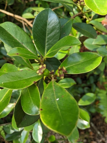Psidium cattleianum (Cherry guava) — photo