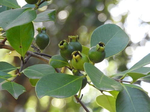 Psidium cattleianum