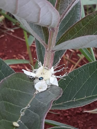 Psidium cinereum (Araca-cinzento) — photo