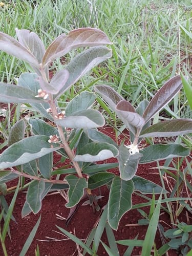 Psidium cinereum (Araca-cinzento) — photo